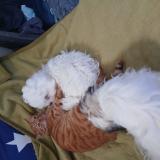 Photo de chat perdu à Toulouse