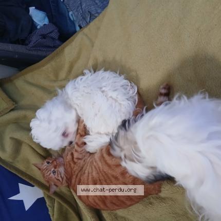 Photo 1/1 Ty Morris Chat perdu à Toulouse