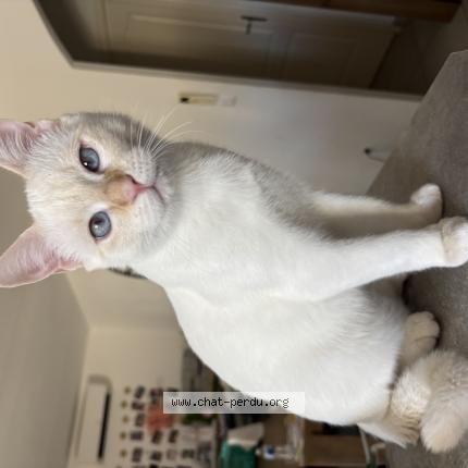 Photo de chat perdu à Moussan