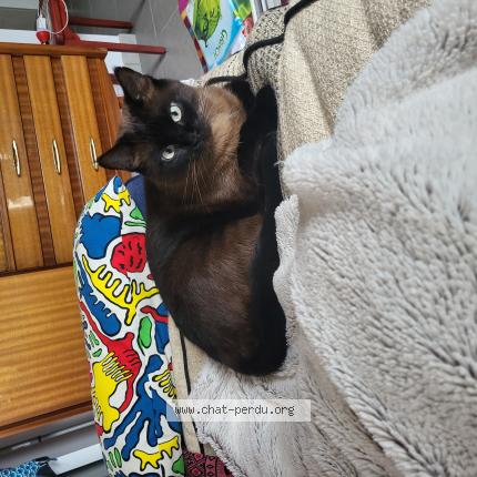 Photo de chat perdu à Saint Etienne De Crossey