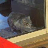 Photo de chat trouvé à Indian Head Park