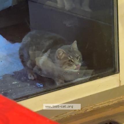 Photo 1/1 Chat trouvé Trouvé à Indian head park