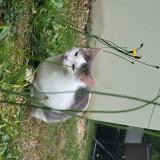 Photo de chat perdu à Saint Lambert La Potherie