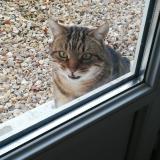 Photo de chat trouvé à Fauville Huest