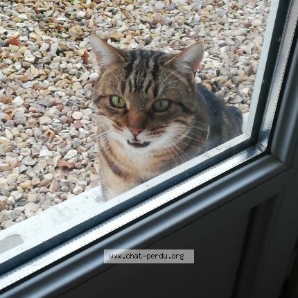 Photo 1/1 Chat trouvé Trouvé à Fauville huest