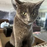 Photo de chat trouvé à Menifee