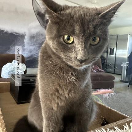 Photo 1/1 Chat trouvé Trouvé à Menifee