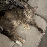 Photo de chat trouvé à Charlotte