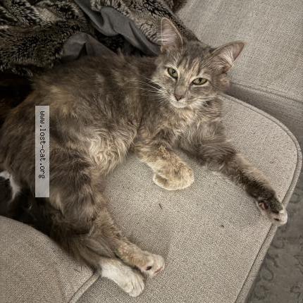 Photo 1/1 Chat trouvé Trouvé à Charlotte