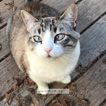 Photo 1/1 Sammy Chat perdu à Eugene