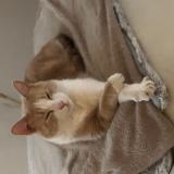 Photo de chat perdu à Boult Sur Suippe