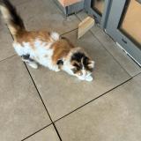 Photo de chat trouvé à Thoissey