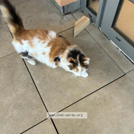 Photo 1/1 Chat retrouvé Trouvé à Thoissey