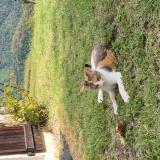 Photo de chat perdu à Irigny