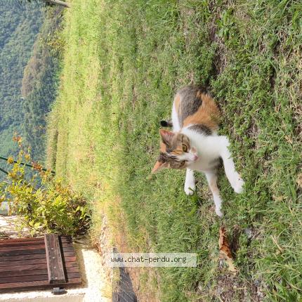 Photo 1/1 Chat retrouvé Perdu à Irigny