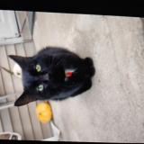 Photo de chat perdu à Kentucky