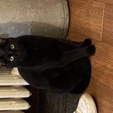 Photo de chat perdu à Noisy Le Grand