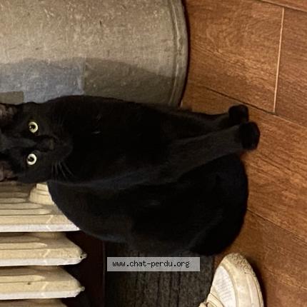 Photo 1/1 Titan Chat perdu à Noisy le grand