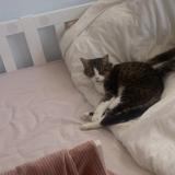 Photo de chat perdu à Libourne