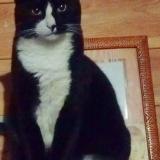 Photo de chat perdu à Saint Andre De Roquepertuis