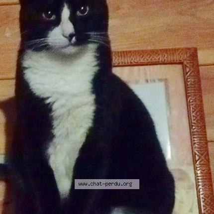 Photo 1/1 Caly Chat perdu à Saint andre de roquepertuis
