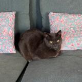 Photo de chat perdu à Plouhinec