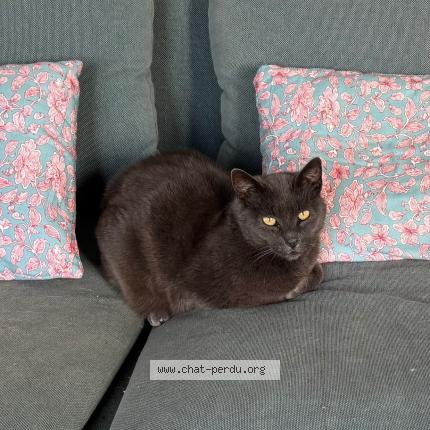 Photo 1/1 Grey Chat perdu à Plouhinec