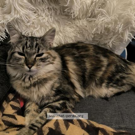 Photo de chat perdu à Mont De Marsan