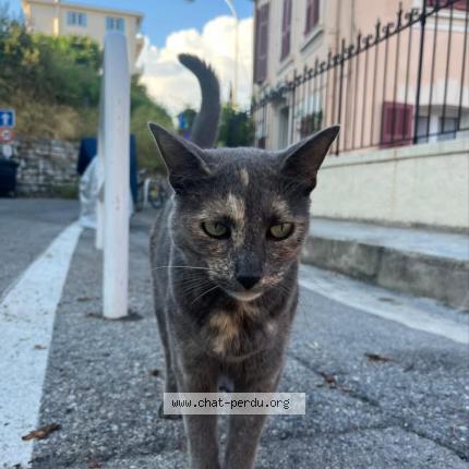 Photo de chat perdu à Nice