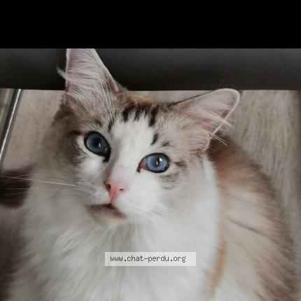 Photo de chat perdu à Valence D Agen