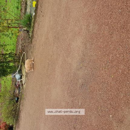 Photo 1/1 Chat trouvé Trouvé à Ballon st mars