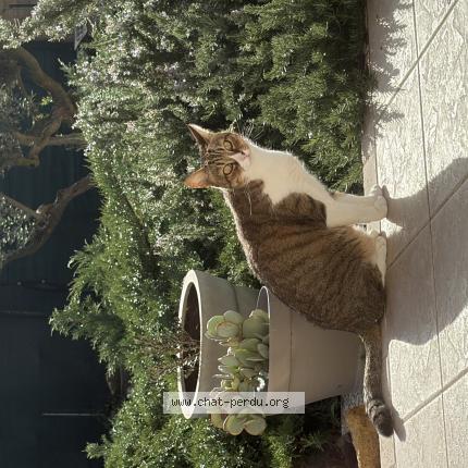 Photo de chat perdu à Eyguieres