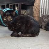 Photo de chat perdu à Guilherand Granges