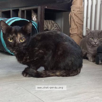 Photo 1/1 Kiwi Chat perdu à Guilherand granges