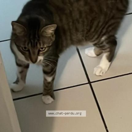 Photo 1/1 Chat retrouvé Perdu à Fecamp