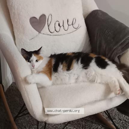 Photo de chat perdu à Saint Barthelemy D Anjou