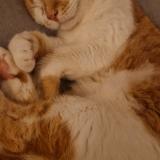 Photo de chat perdu à Brazey En Plaine