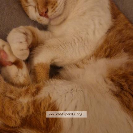 Photo 1/1 L&eacute;o Chat perdu à Brazey en plaine