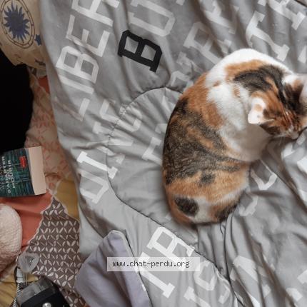 Photo 1/1 Chat retrouvé Perdu à Toulouse