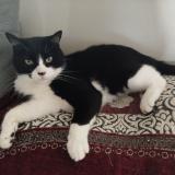 Photo de chat perdu à Vaux