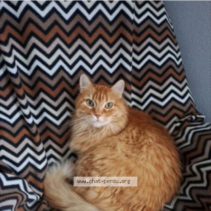 Photo 1/1 Gardfield Chat perdu à Selestat