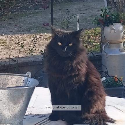 Photo 1/1 Chat retrouvé Perdu à Avon