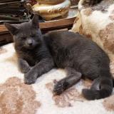 Photo de chat perdu à Sceaux Sur Huisne