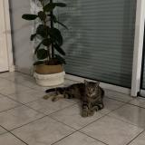 Photo de chat trouvé à Vern D Anjou