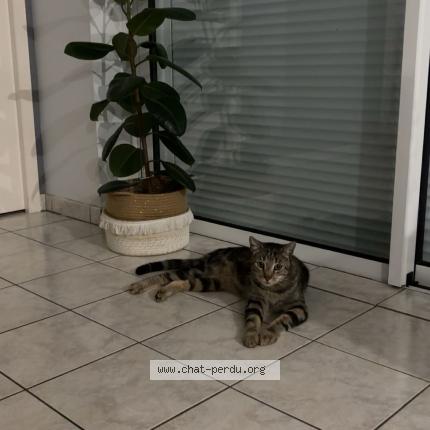 Photo 1/1 Chat trouvé Trouvé à Vern d anjou