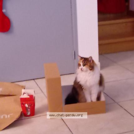 Photo de chat perdu à Lattes
