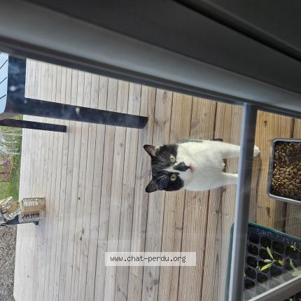 Photo 1/1 Chat trouvé Trouvé à Montauban