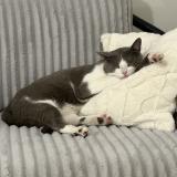 Photo de chat perdu à Savigny Sur Orge