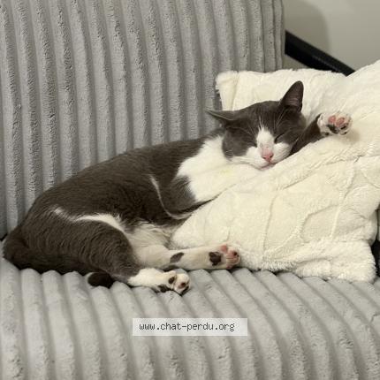 Photo 1/1 Tokyo Chat perdu à Savigny sur orge