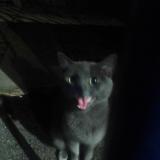 Photo de chat trouvé à Lille